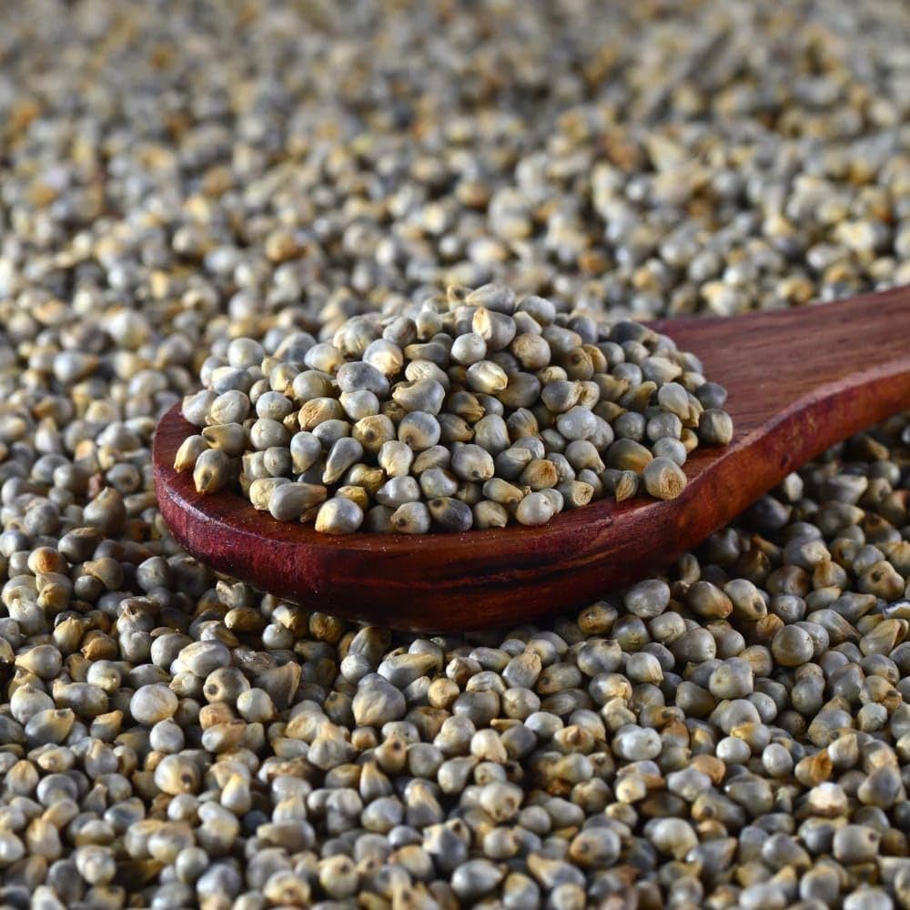 Organic Pearl Millet Seeds