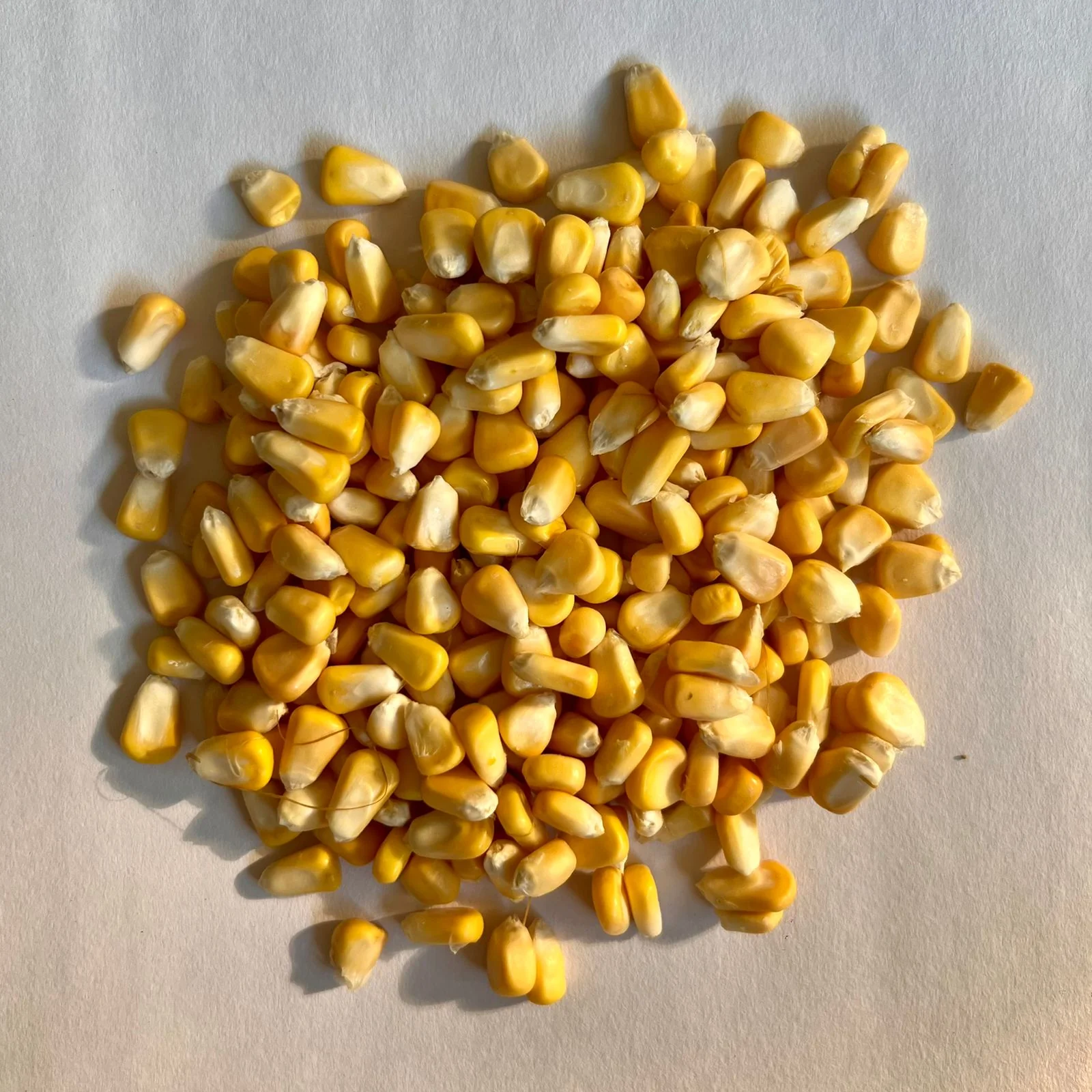 Organic Corn Seeds