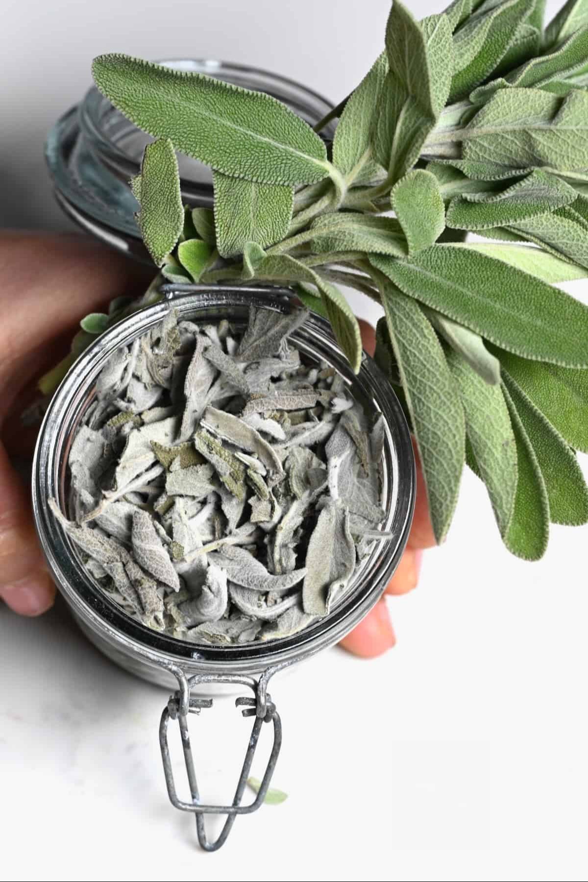 Organic Dried Sage Leaves